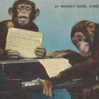 Postcards: Chimpanzees at the Zoo